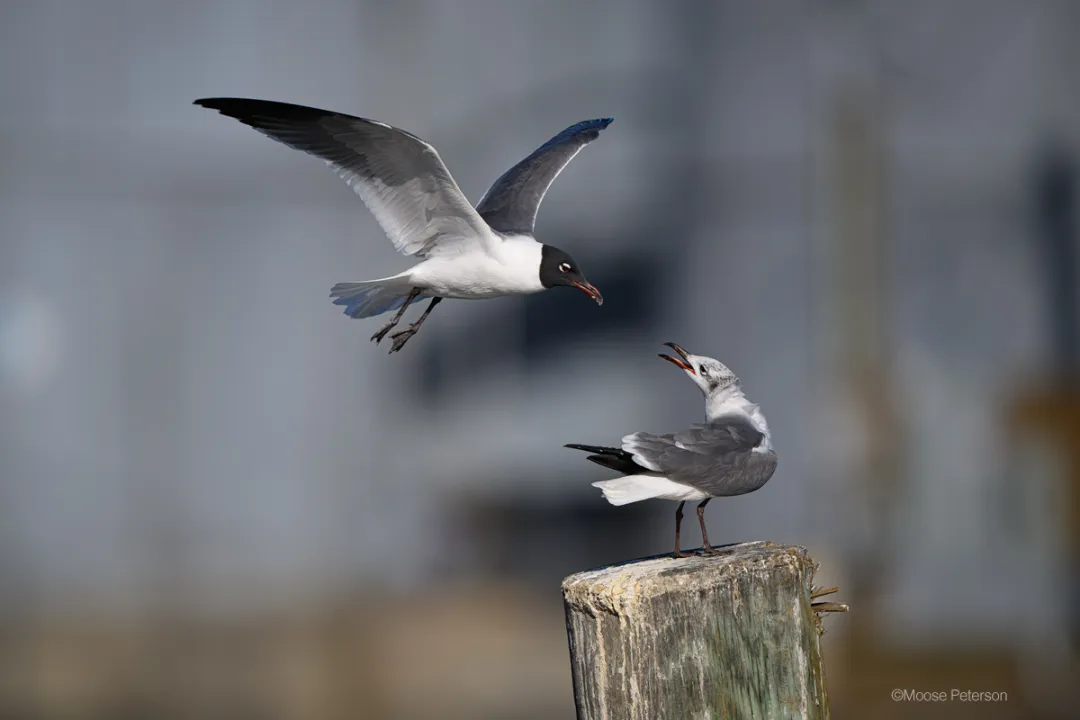 The 10-Minute Rule for Gulls