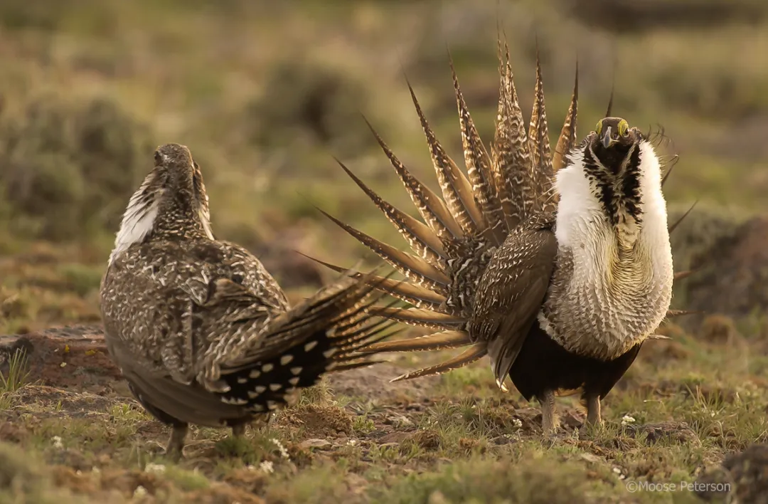 The Bi-State Sage Grouse: What Is It?